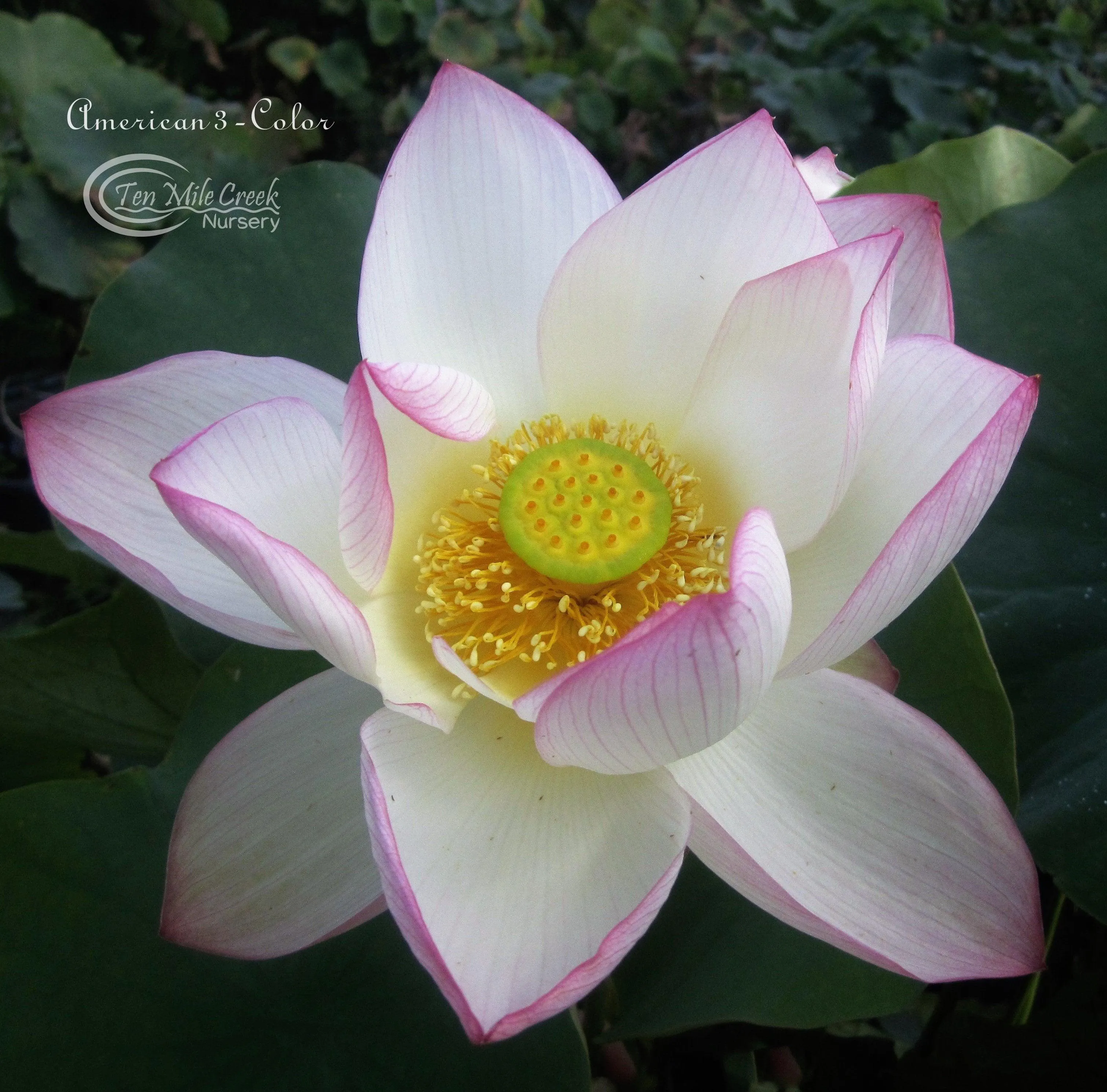 American Three-Color Lotus (Bare Root)