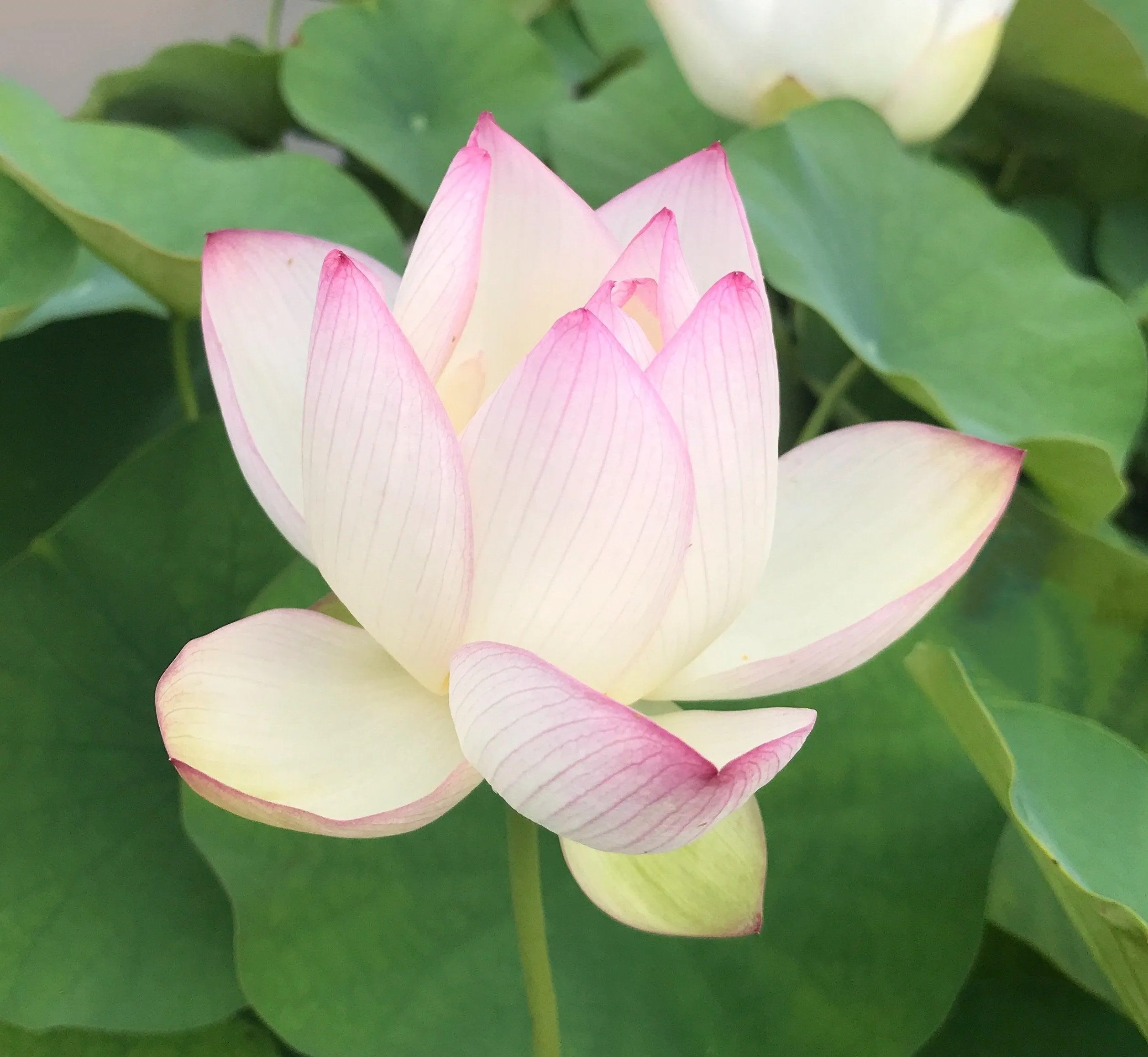 American Three-Color Lotus (Bare Root)