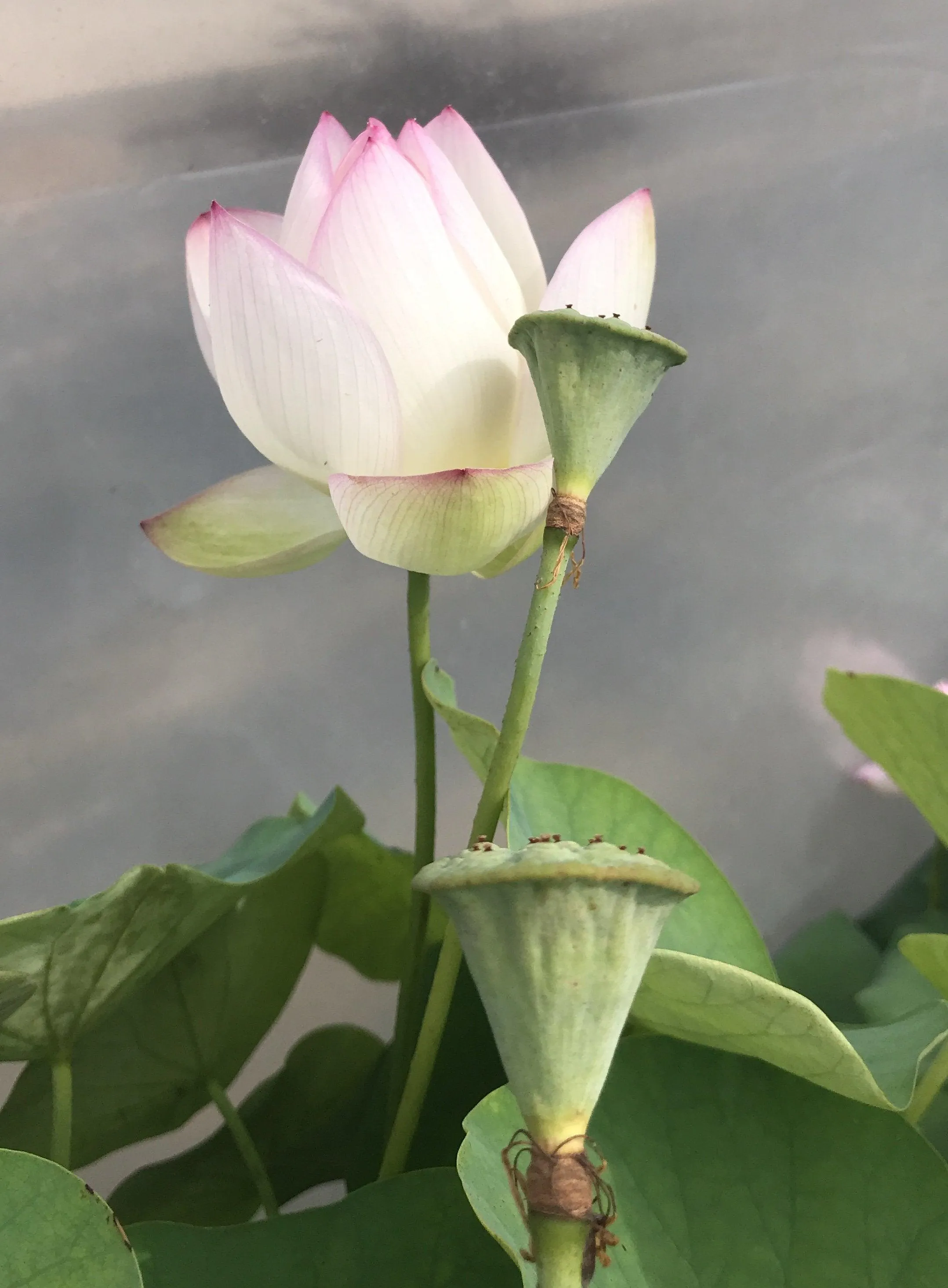 American Three-Color Lotus (Bare Root)