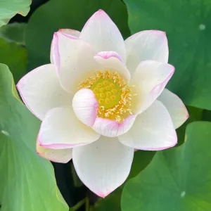 American Three-Color Lotus (Bare Root)